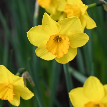 Narcissus 'Whipcord'