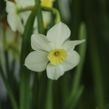 Narcissus 'Yellow Xit'