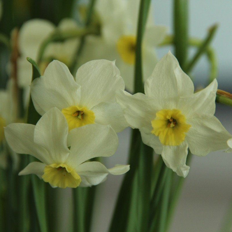 Narcissus 'Yellow Xit'
