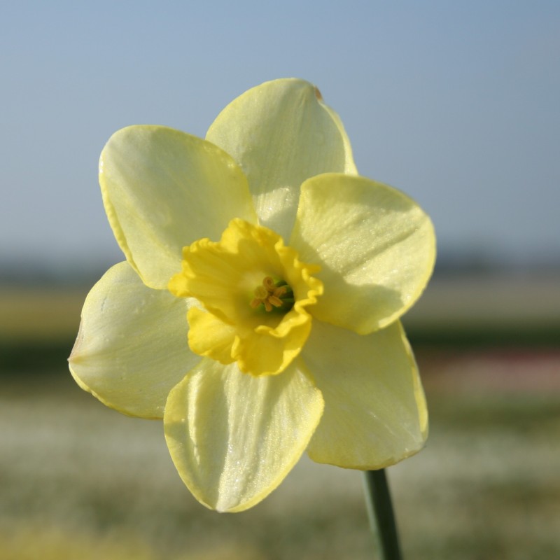 Narcissus 'Young Oliver'