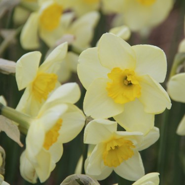 Narcissus 'Young Oliver'
