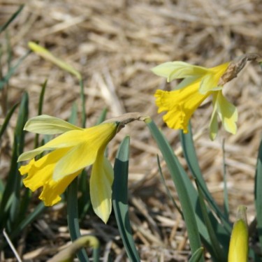 Narcissus gayi