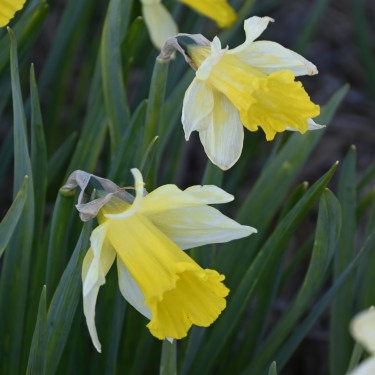 Narcissus gayi