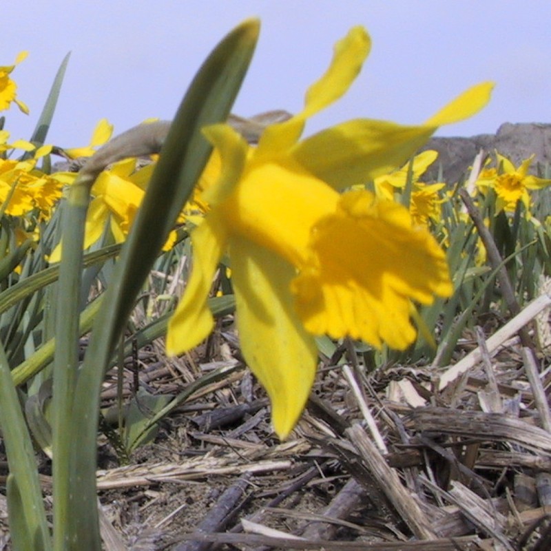Narcissus minor var. pumilus