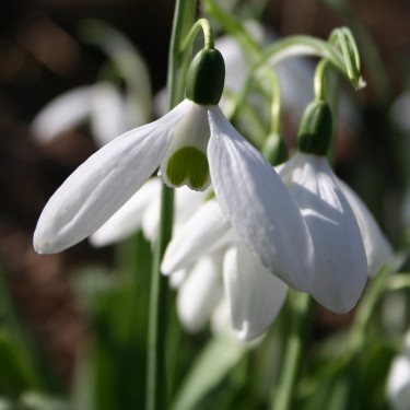 Galanthus 'Comet' (Imperial Group)