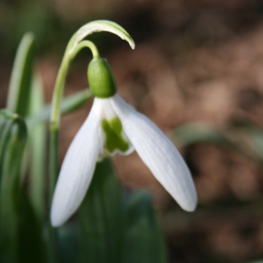 Galanthus 'Maidwell L' (Imperial Group)