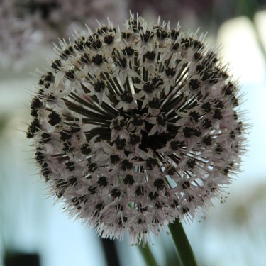 Allium chelotum