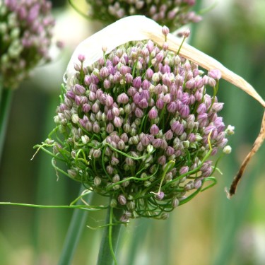 Allium ampeloprasum 'Hairy Friend'