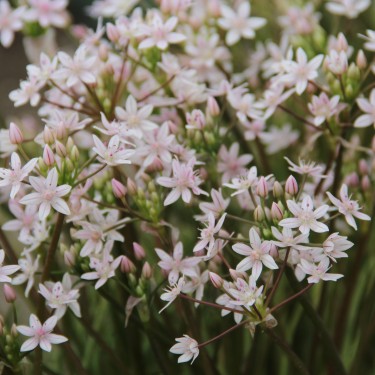 Allium hyalinum