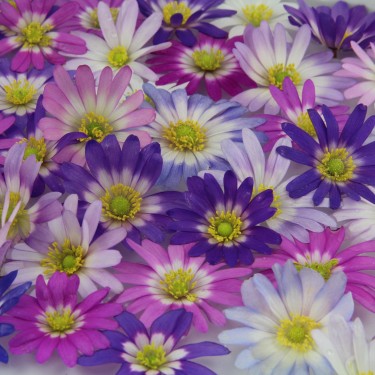 Anemone blanda 'Twinkeling Eyes'