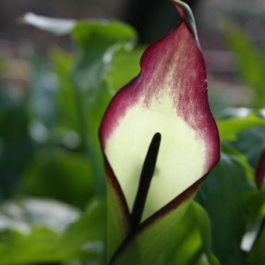 Arum euxinum