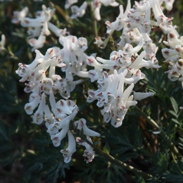 Corydalis magadanica