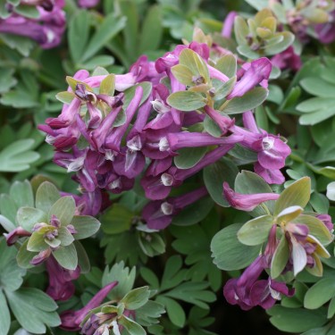 Corydalis solida subsp. solida 'Forest Elf'