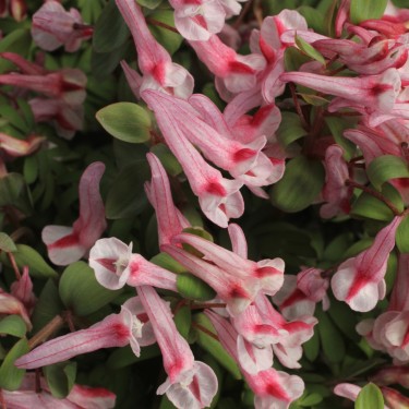 Corydalis solida subsp. solida 'Marbled Coral'