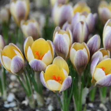 Crocus chrysanthus 'Advance' 
