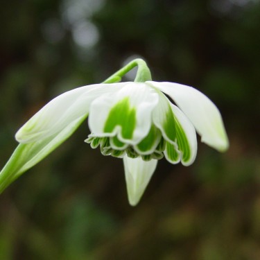 Galanthus 'Ophelia'