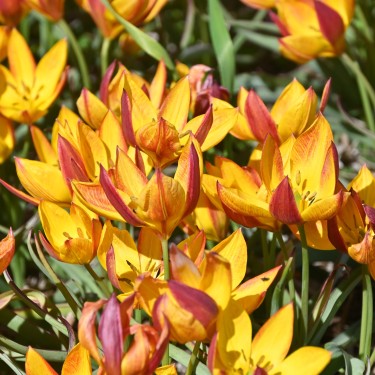 Tulipa aucheriana 'Jara'