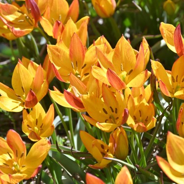 Tulipa aucheriana 'Jara'