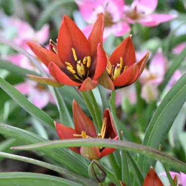 Tulipa aucheriana 'Mara'