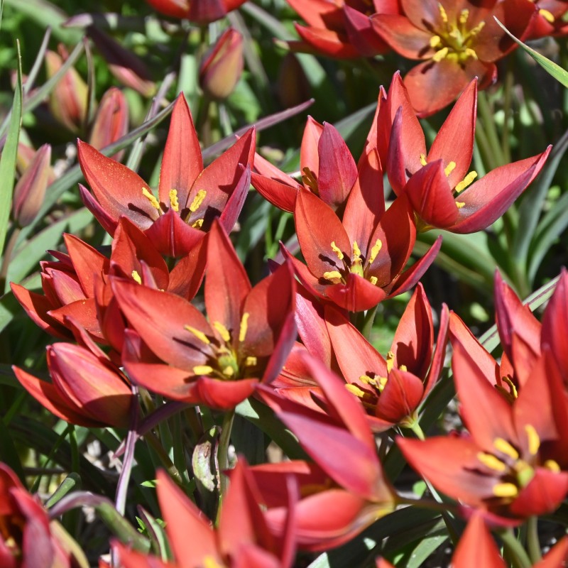 Tulipa aucheriana 'Mara'