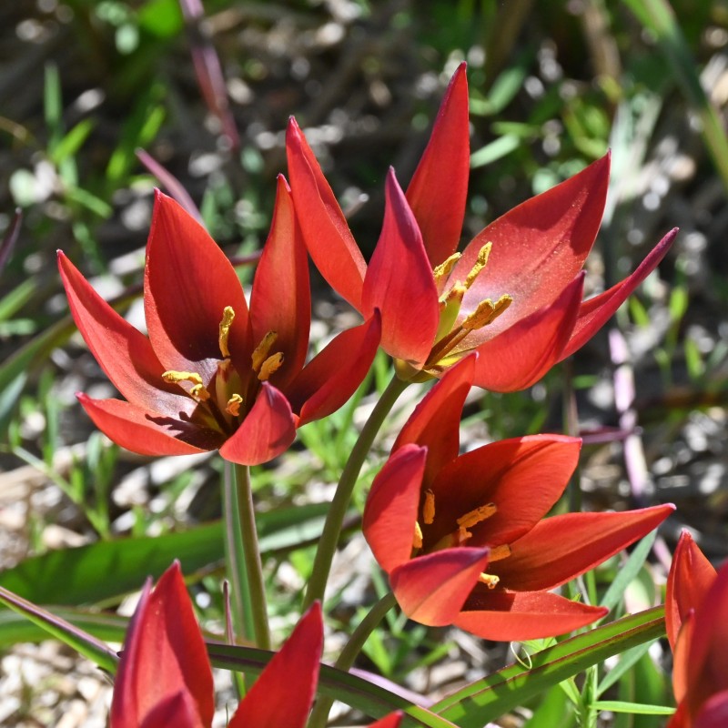 Tulipa aucheriana 'Mara'