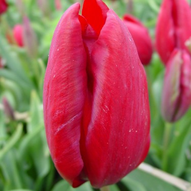 Tulipa 'Glare of the Garden'