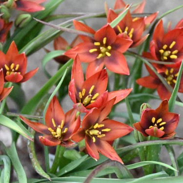 Tulipa aucheriana 'Mara'