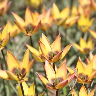 Tulipa aucheriana x hageri -geel- 