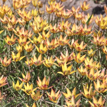 Tulipa aucheriana x hageri -geel- 