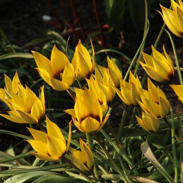 Tulipa aucheriana x hageri -geel- 