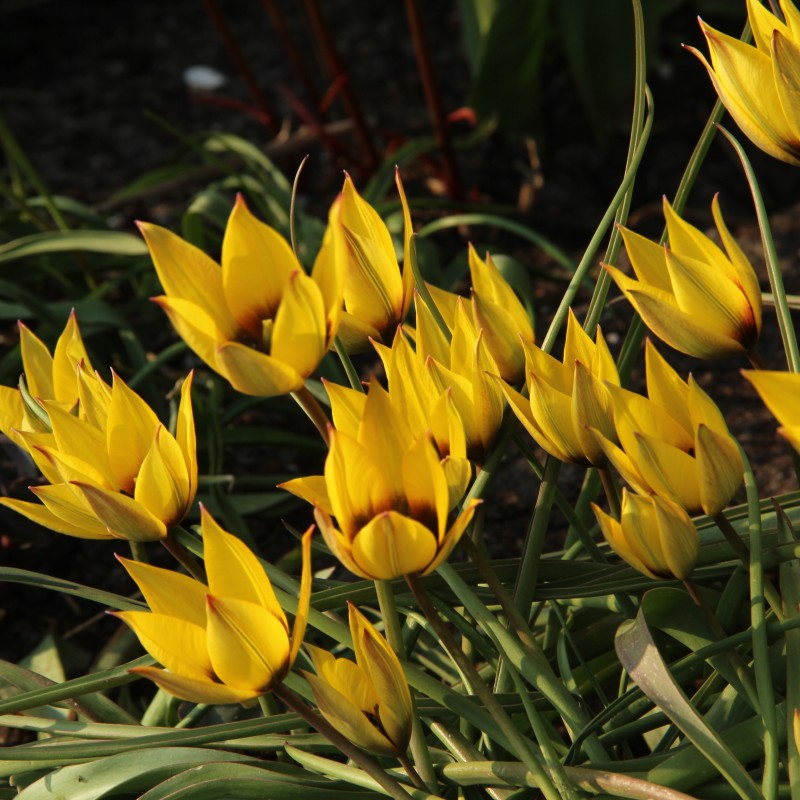 Tulipa aucheriana x hageri -geel- 