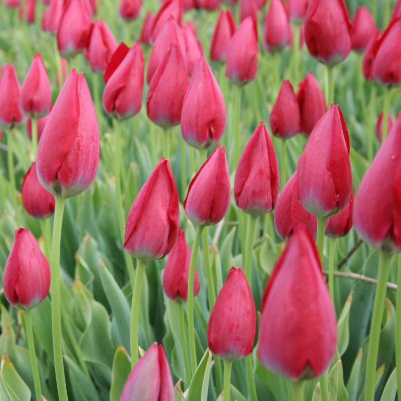 Tulipa aximensis