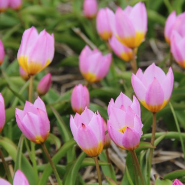Tulipa bakeri 'Lilac Wonder'