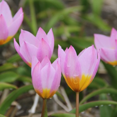 Tulipa bakeri 'Lilac Wonder'