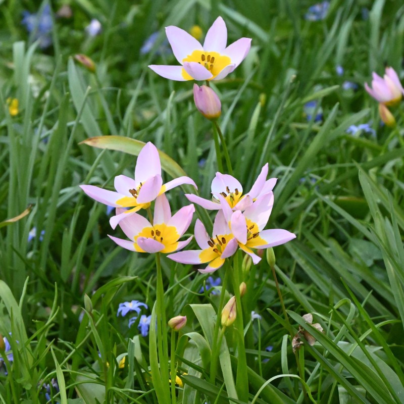 Tulipa bakeri 'Lilac Wonder'