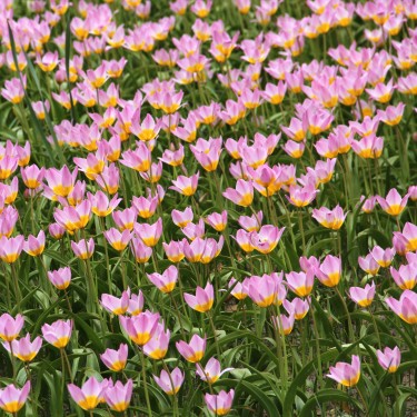 Tulipa bakeri 'Lilac Wonder'
