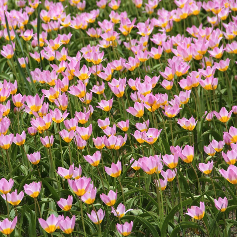Tulipa bakeri 'Lilac Wonder'