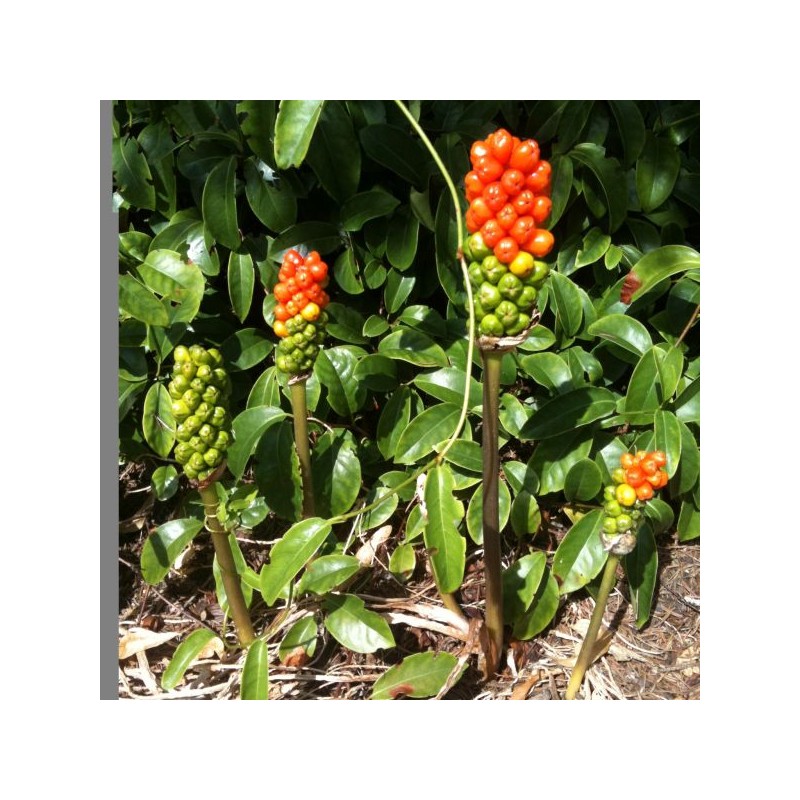 Arum italicum