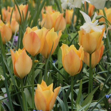 Tulipa batalinii 'Bright Gem'