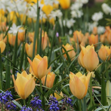 Tulipa batalinii 'Bright Gem'