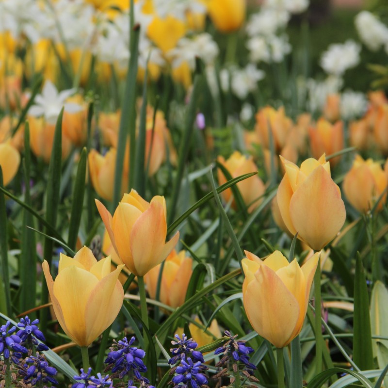 Tulipa batalinii 'Bright Gem'