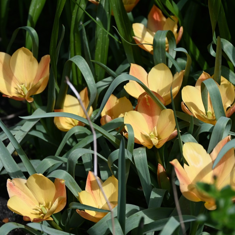 Tulipa batalinii 'Bright Gem'