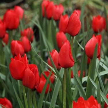 Tulipa batalinii 'Red Hunter'