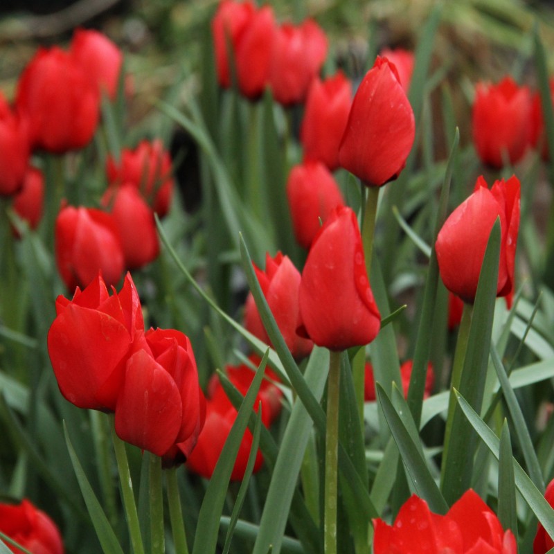 Tulipa batalinii 'Red Hunter'