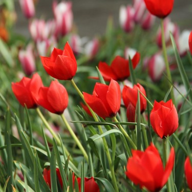 Tulipa batalinii 'Red Hunter'