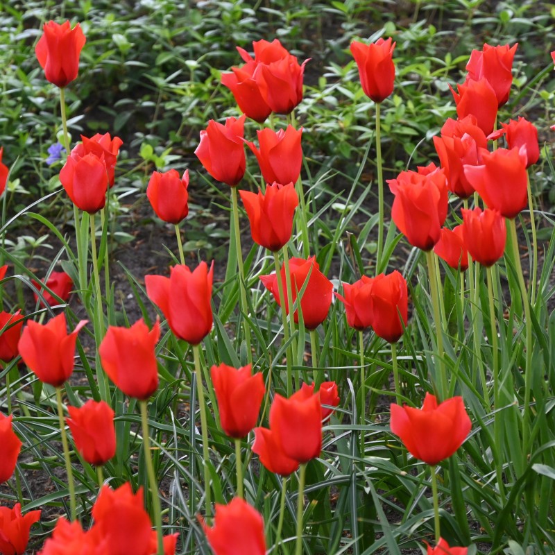 Tulipa batalinii 'Red Hunter'