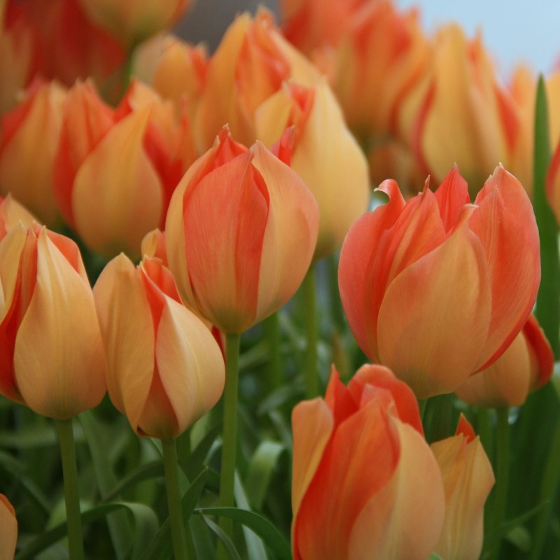 Tulipa batalinii 'Salmon Gem'