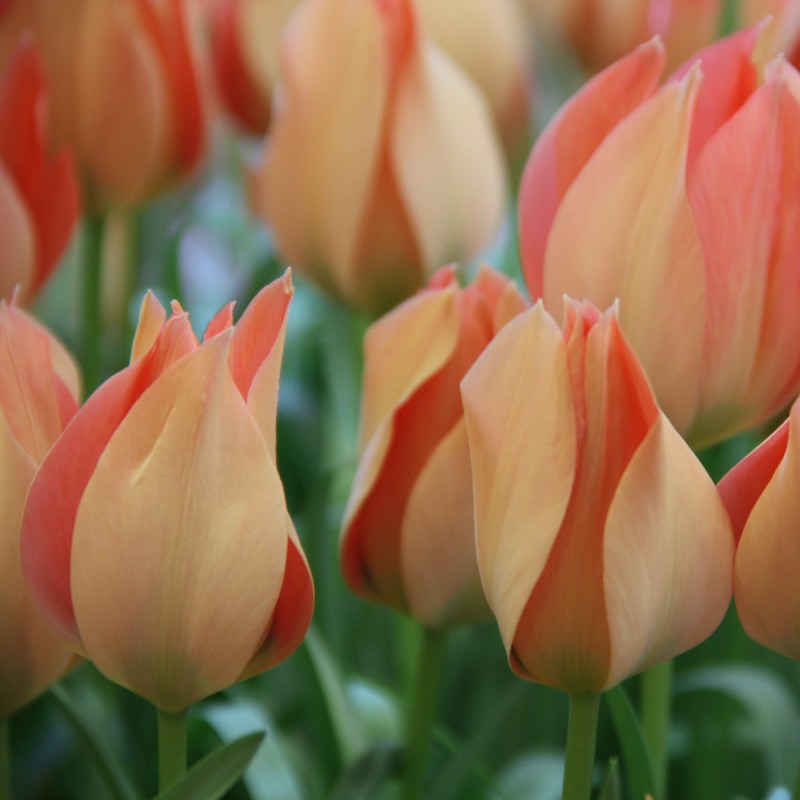 Tulipa batalinii 'Salmon Gem'