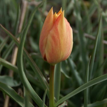 Tulipa batalinii 'Salmon Gem'
