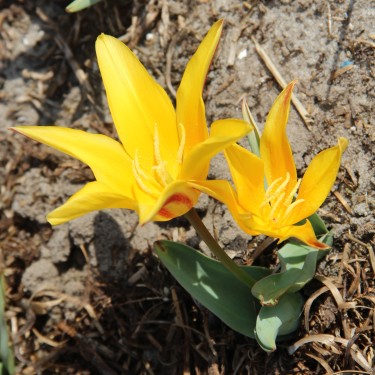 Tulipa berkariense